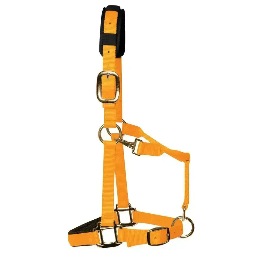 Bright orange elite padded headcollar with black padded sections and silver hardware for a luxurious head collar look