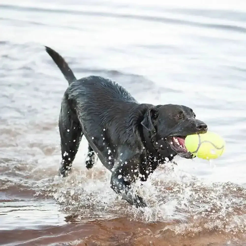 A wet black labrador puppy running with a bright yellow kong airdog squeaker football in its mouth through shallow water
