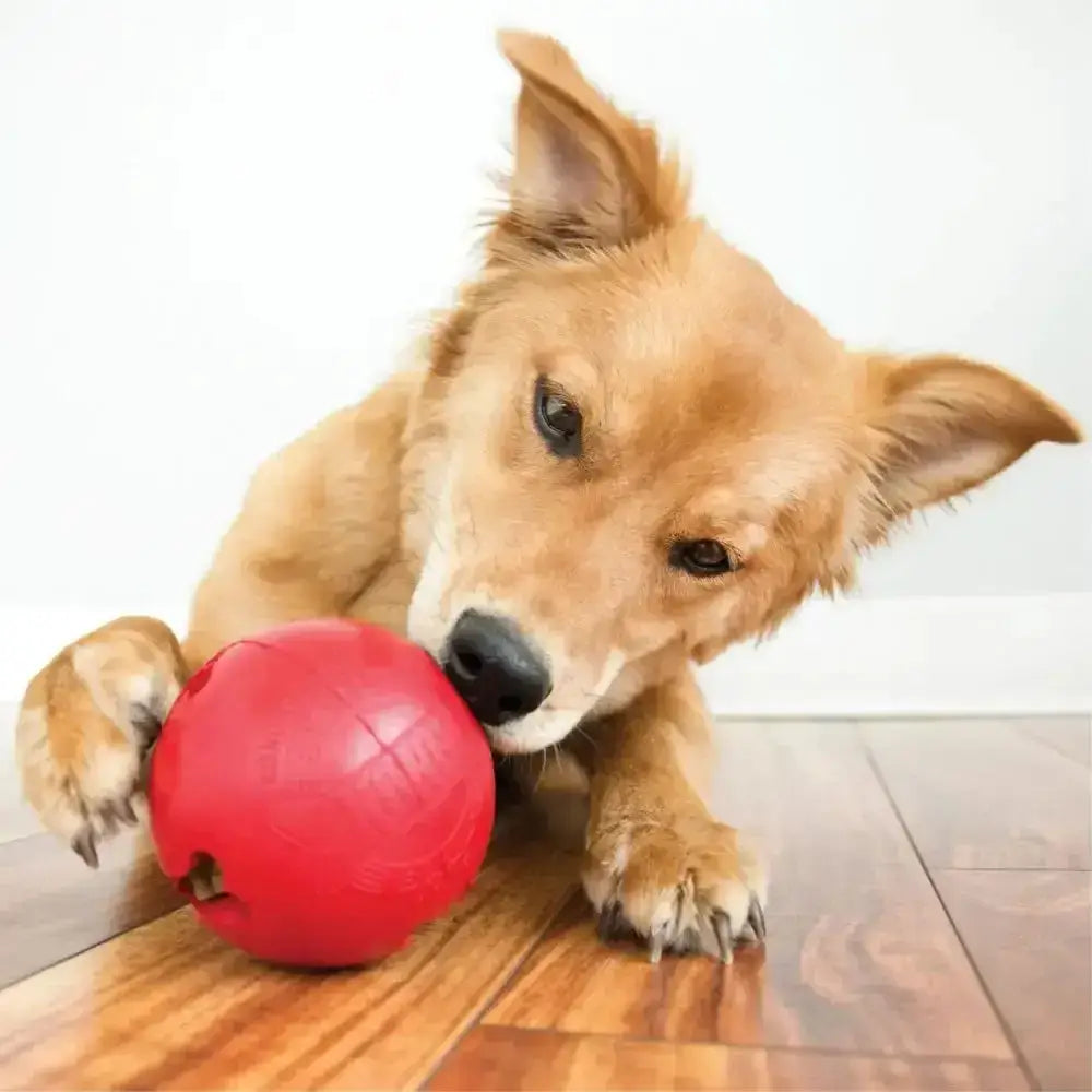 Red kong biscuit ball dog toy with textured rubber surface and small hole for fun chew sessions with all natural cotton rope