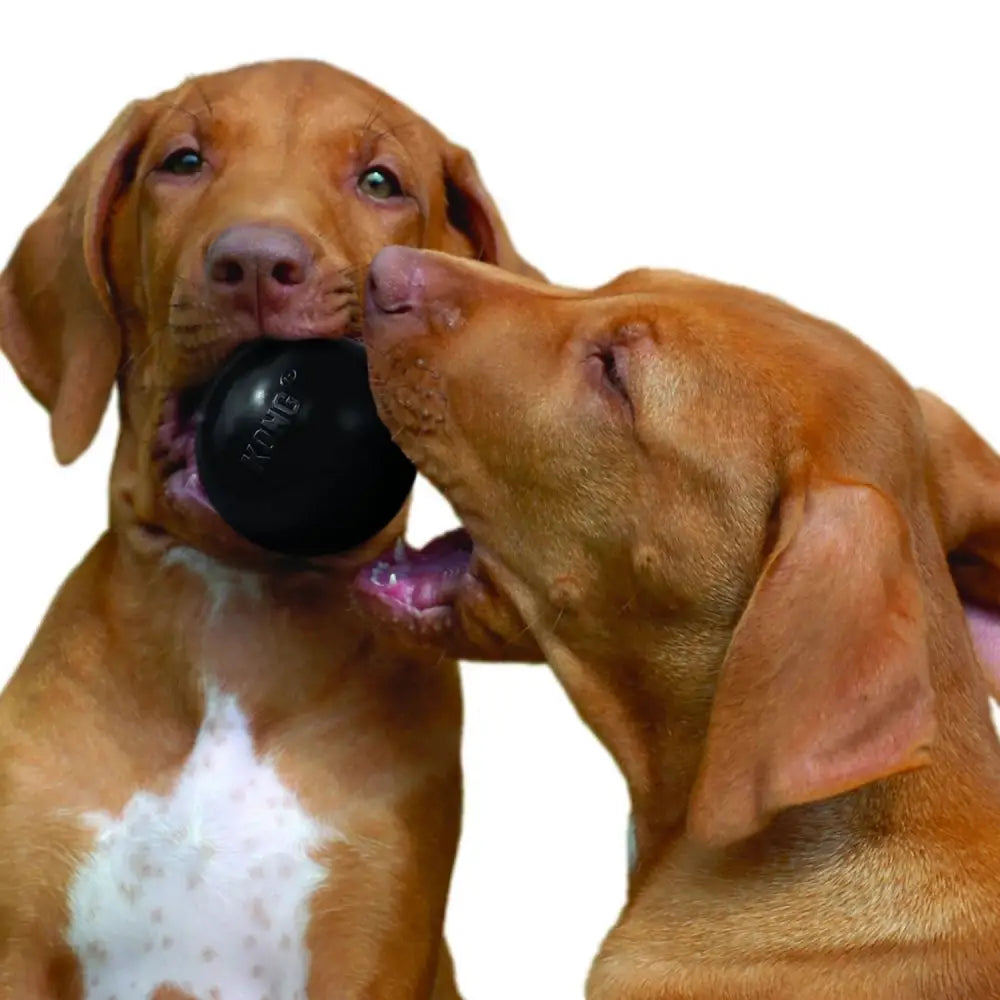 Black rubber kong extreme ball dog toy with kong branding designed for tough chewers and play