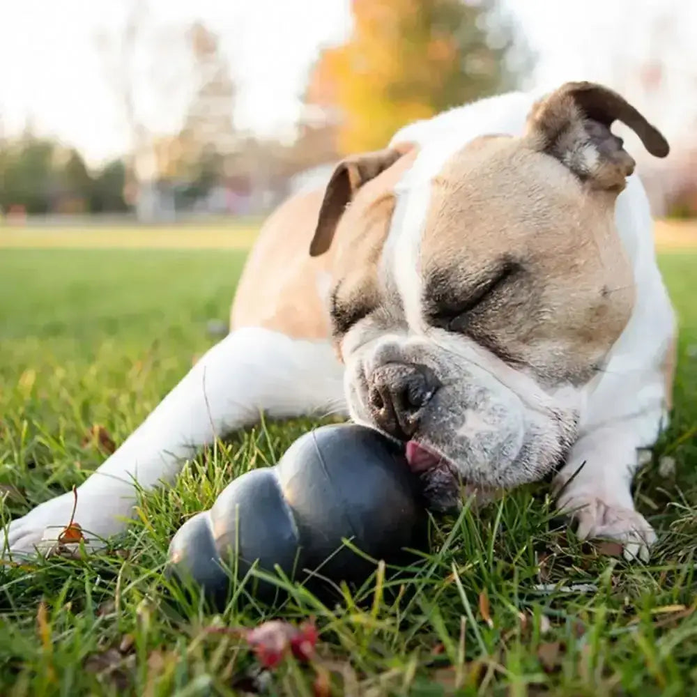 Black kong extreme durable dog toy made from tough rubber for heavy chewers and interactive play