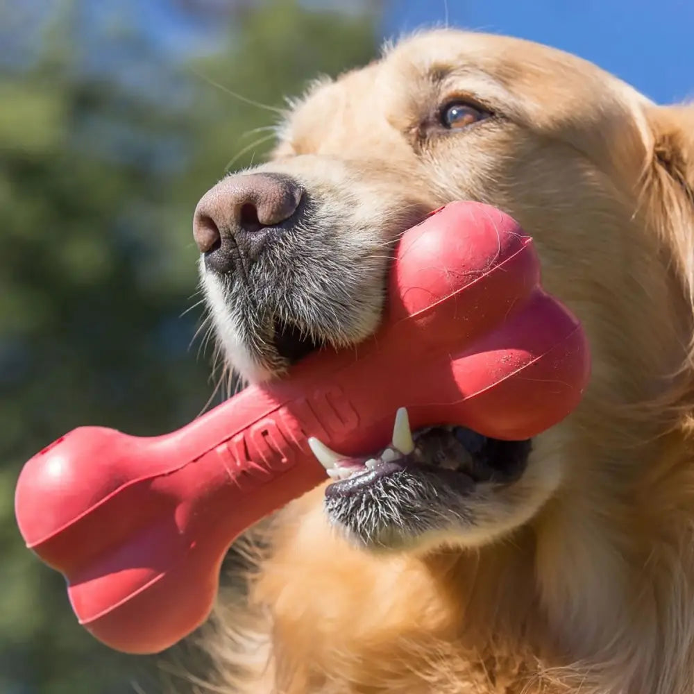 A bright red kong goodie bone strong rubber toy in a classic bone shape with textured surface and embossed branding