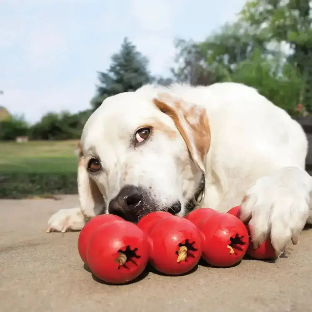 A white labrador rests its head on red glossy kong goodie ribbon toy tomatoes treasure trove for dogs
