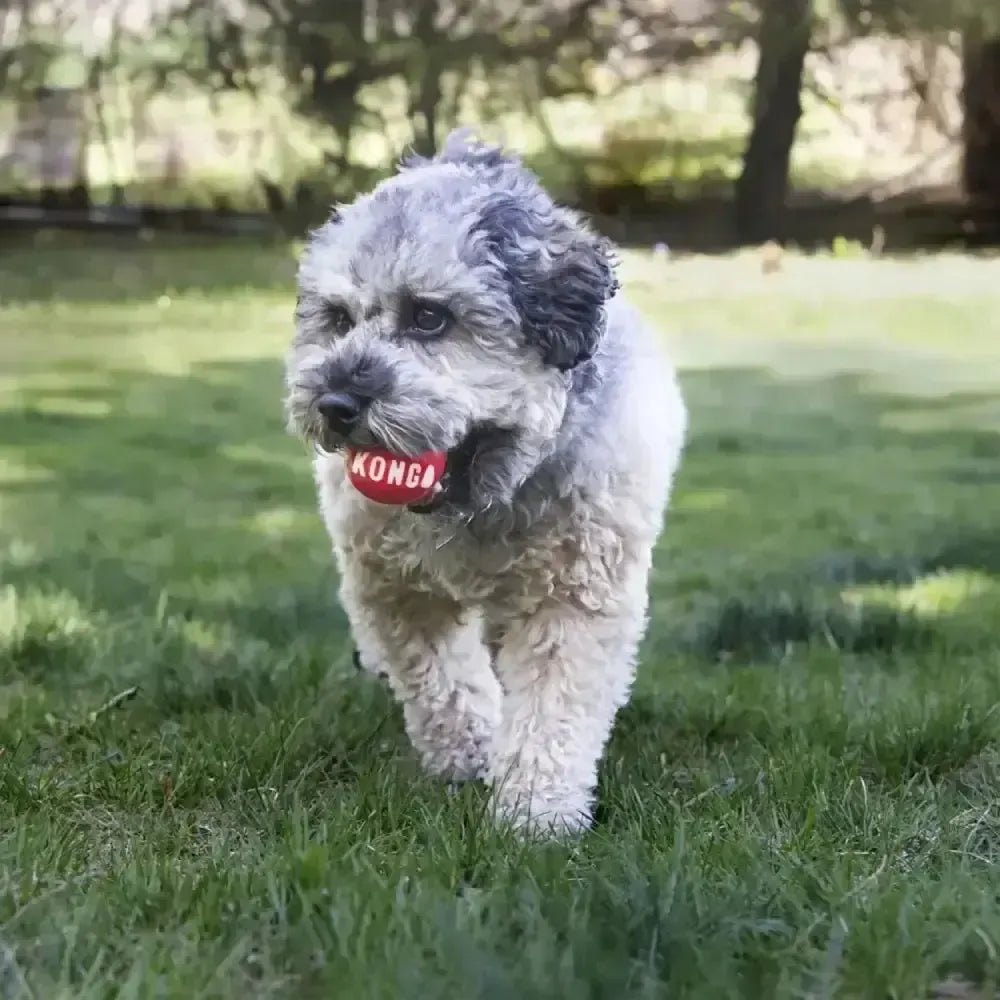 Kong Signature Balls Small Dog Toys