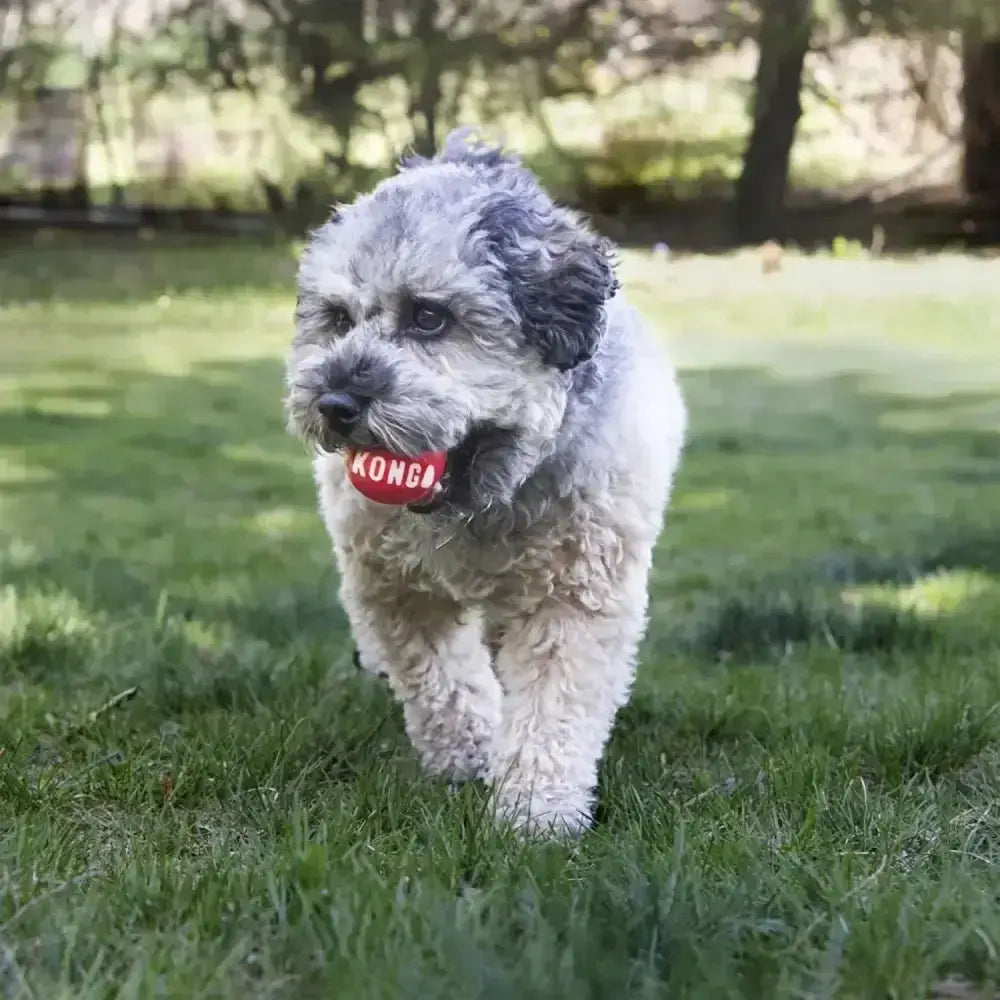 A fluffy gray and white dog carrying a red kong signature ball that brings ultra durability in its mouth