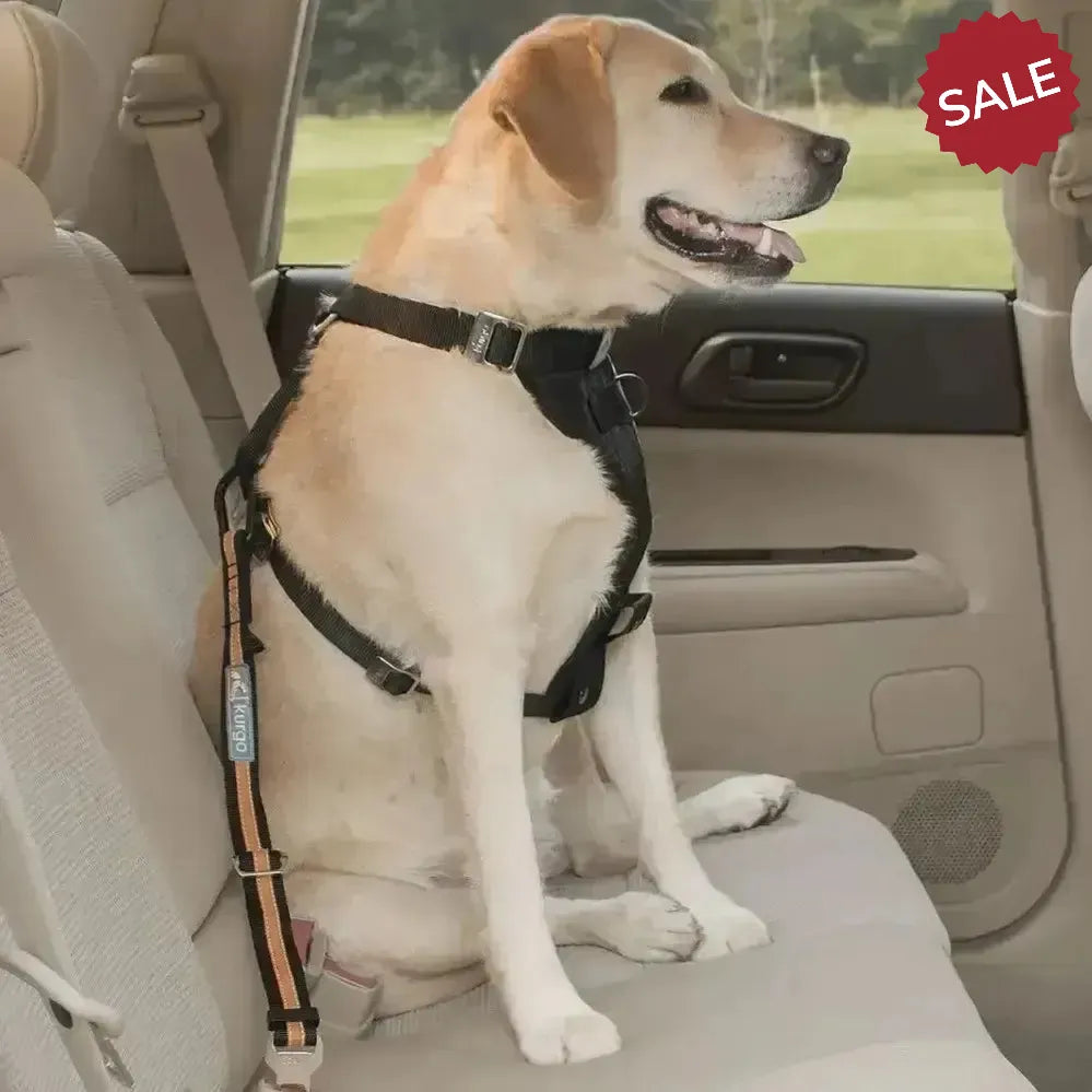 Kurgo Direct To Seatbelt Tether Small Black/Orange Dogs