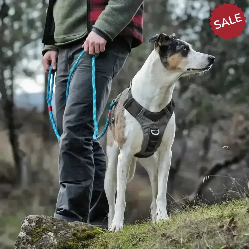 Kurgo Journey Air Harness Black/Gargoyle Grey Large Black/Gargoylegrey Dog Harness