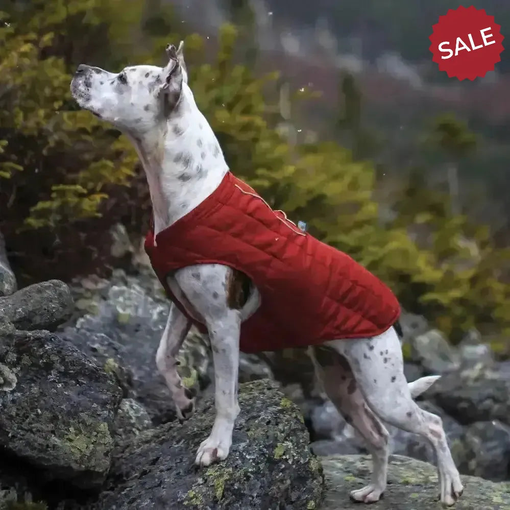 Kurgo Loft Jacket Chili Red/Charcoal X Large Chili Red/Charcoal Dog Coat