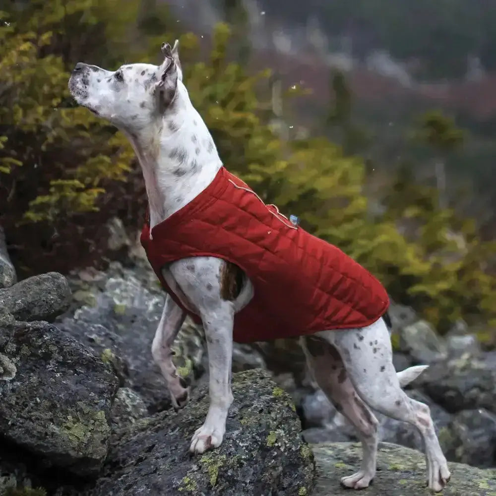 Red quilted kurgo loft jacket chili with zipper closure designed for dogs in jacket chili red color