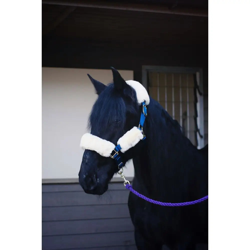 Blue leather lambswool headstall set with white fleece padding and purple rope lead perfect stall set including halter