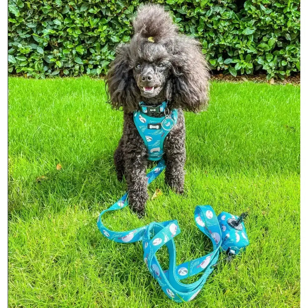 A black poodle wearing a teal lazy sloth puppy harness xxs with white panda prints and matching leash