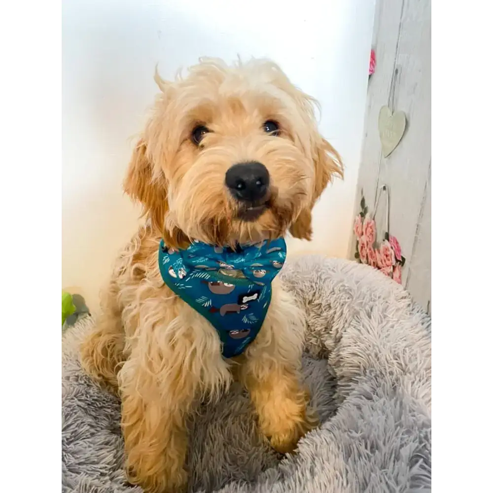 Lazy Sloth Puppy Harness β XXS Size for Tiny Breeds π¦₯π XXS Pet Products
