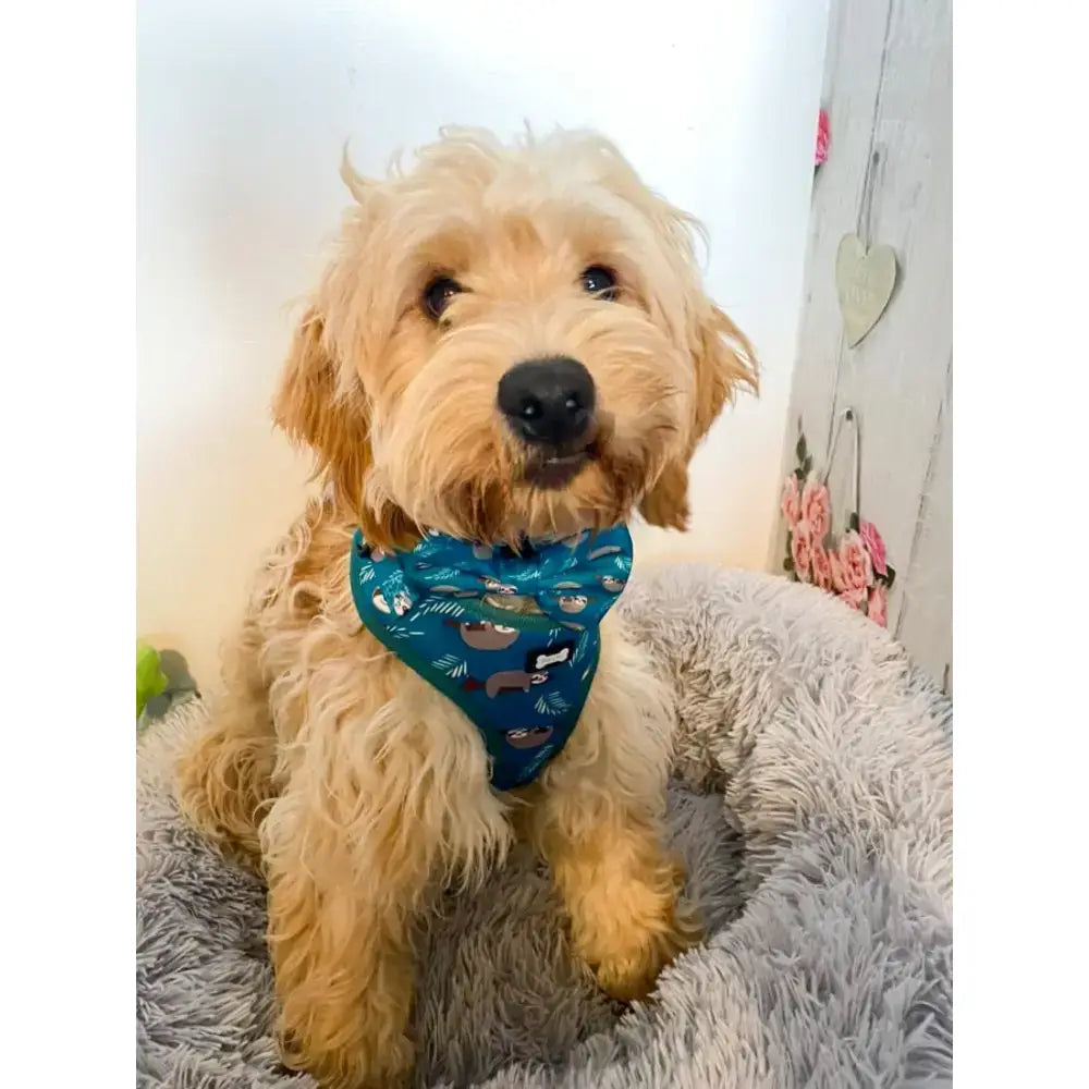 A fluffy golden dog wearing a blue lazy sloth puppy harness xxs with sloth patterns on a tiny breed puppy
