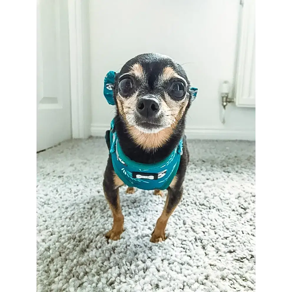 Lazy Sloth Puppy Harness β XXS Size for Tiny Breeds π¦₯π XXS Pet Products