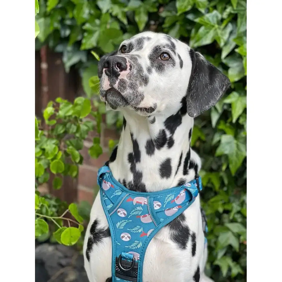 Dalmatian dog wearing blue lazy sloth tactical dog harness with sloth and leaf pattern perfect for outdoor walks