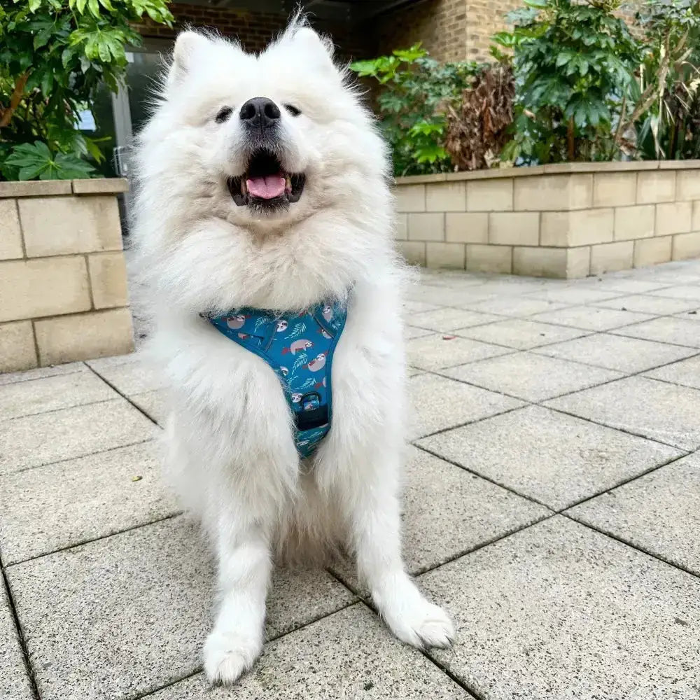 A fluffy white samoyed wearing a lazy sloth tactical dog harness with a playful blue whale pattern