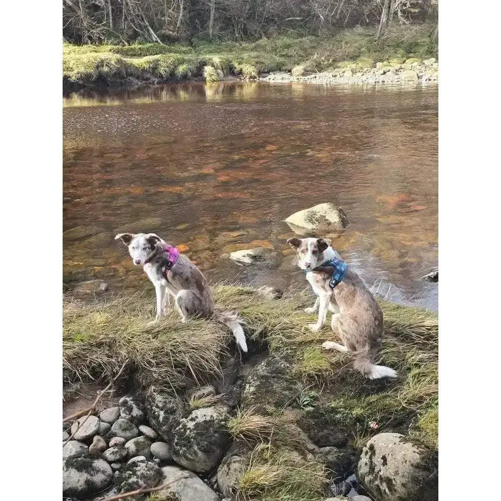 Two merle dogs sit on a riverbank wearing lazy sloth tactical dog harnesses in bright pink and blue colors