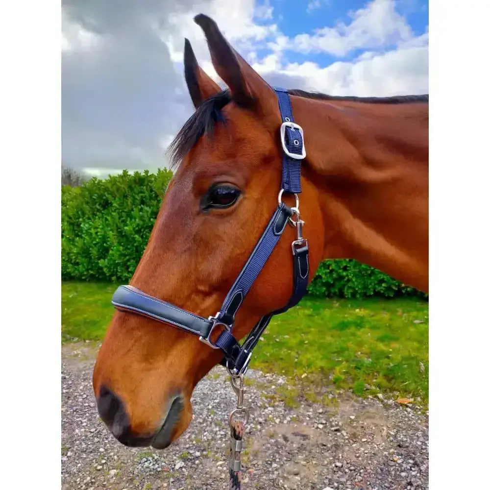 Navy blue leather webbing headcollar with stylish leather fittings and silver metal hardware for horses