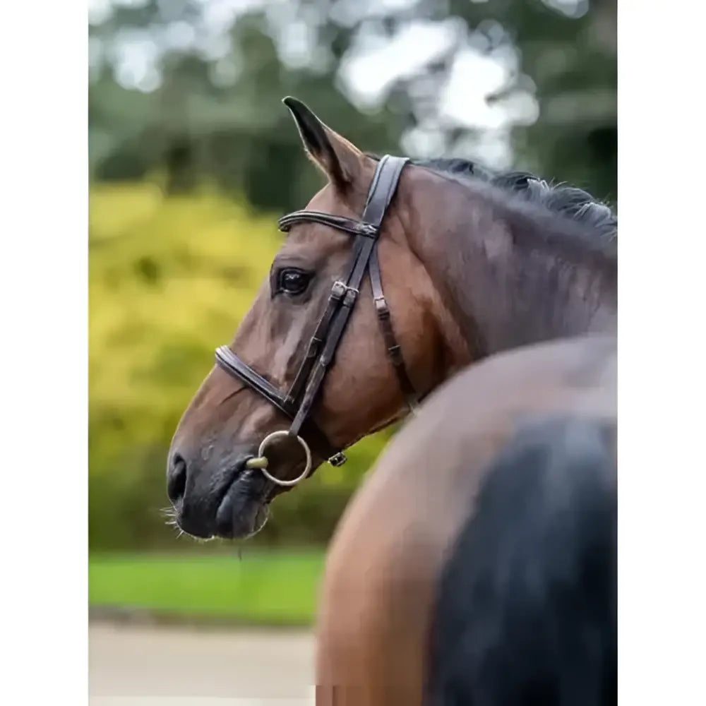 Brown horse wearing lemieux arika cavesson oiled leather bridle brown with silver hardware shown from front view