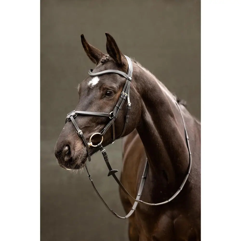 Black leather lemieux arika grackle bridle with silver hardware and white forehead marking worn higher style