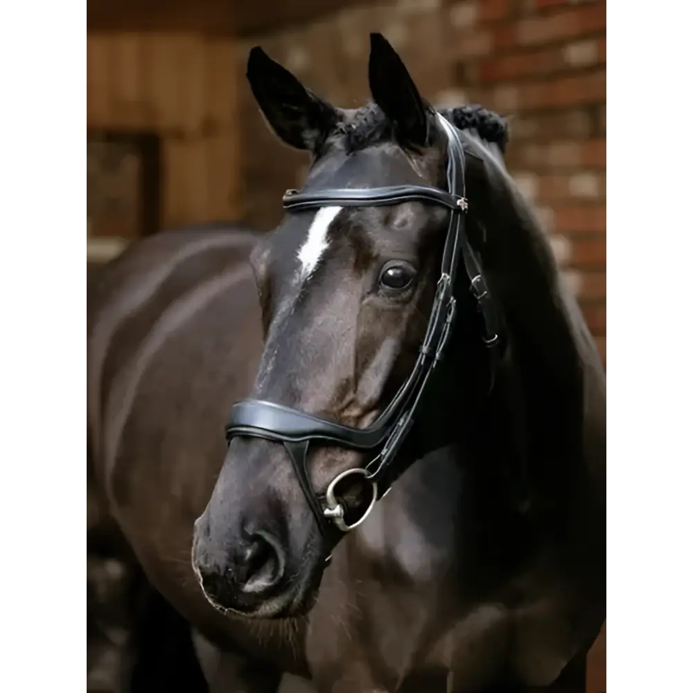 Black horse wearing a sleek dark leather arika split noseband bridle with silver hardware noseband bridle black