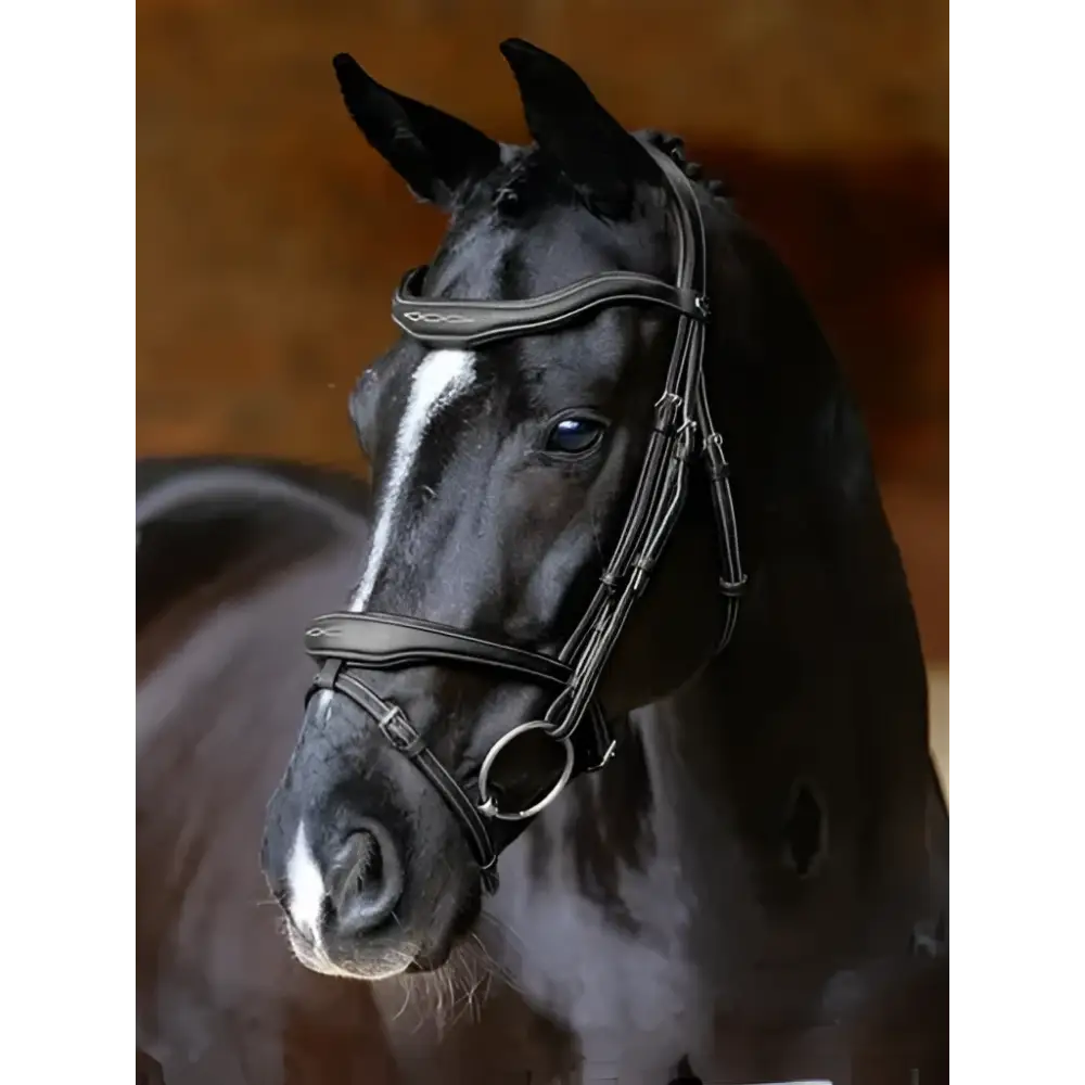 Black horse wearing a lemieux kudos contour flash bridle with detachable flash in sleek dark brown leather and silver hardware