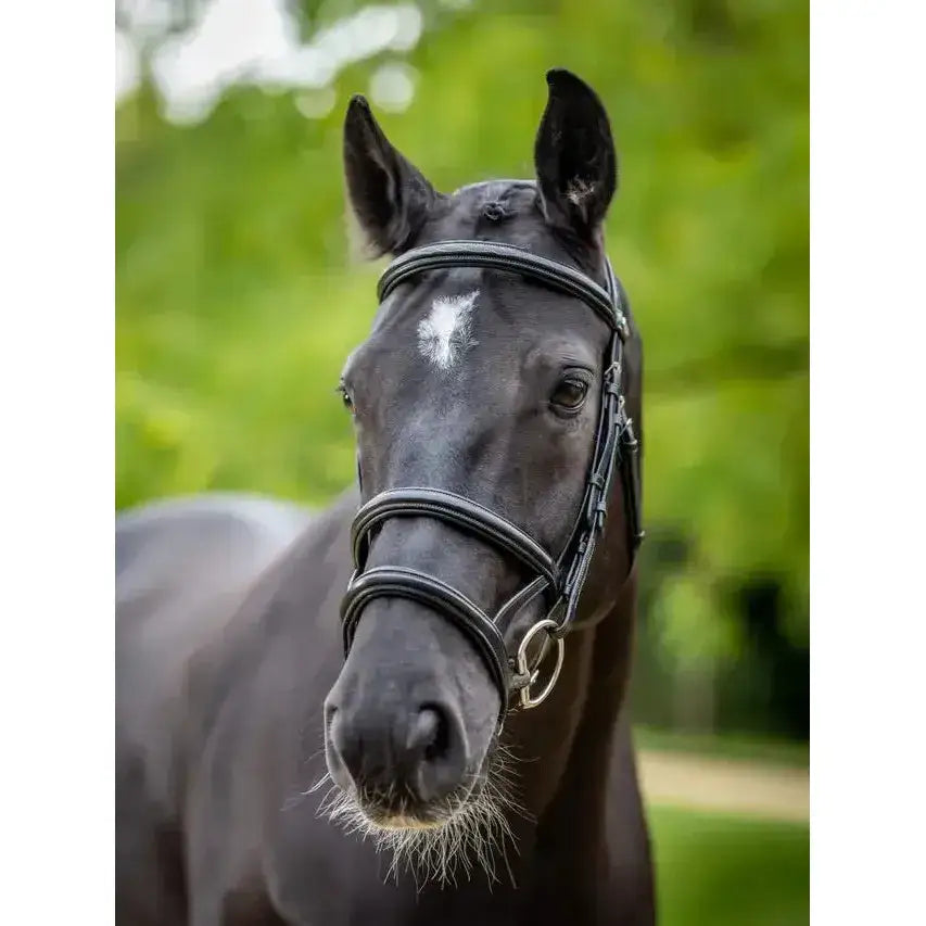 Black horse wearing a sleek lemieux kudos double noseband bridle black silver with a white star marking on forehead
