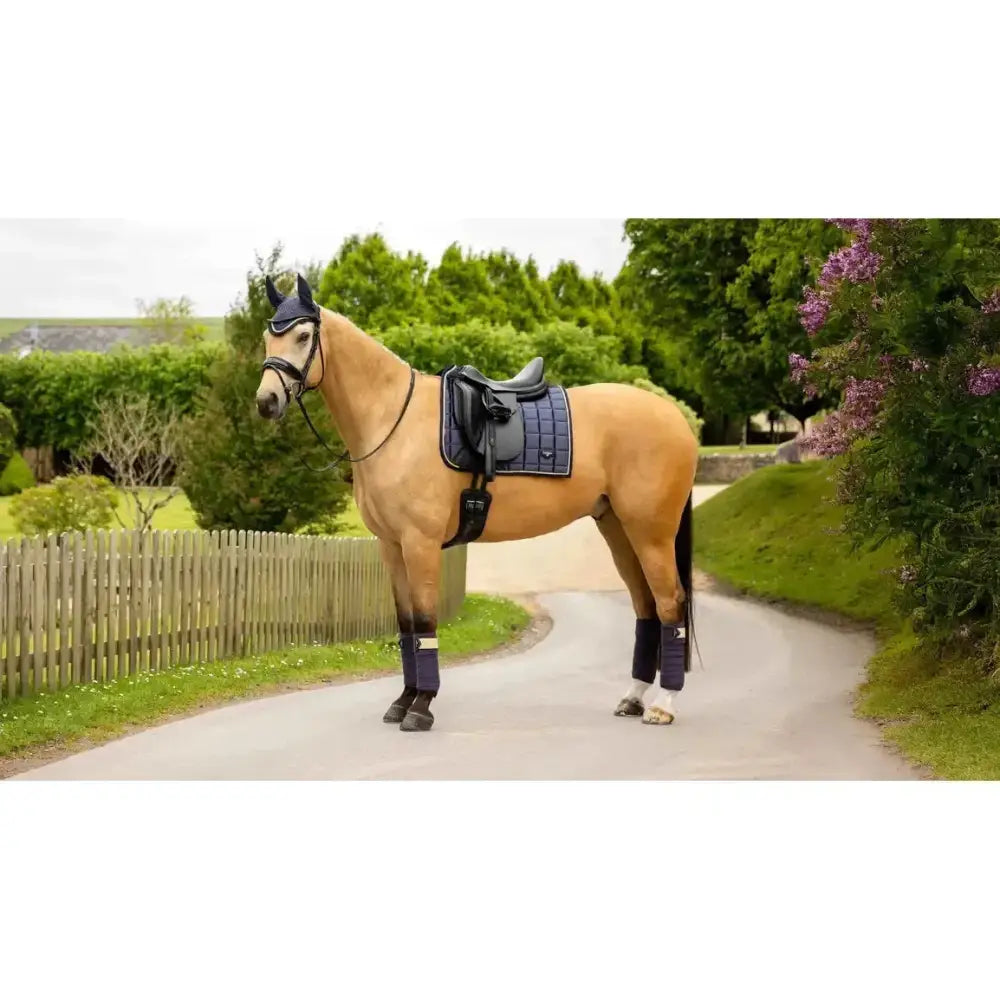 A tan horse wearing a black saddle and boots showcasing lemieux loire classic dressage square dusk blue pad