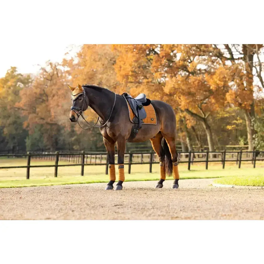 A dark brown horse wearing a black saddle with a lemieux loire classic dressage square ginger and matching leg wraps