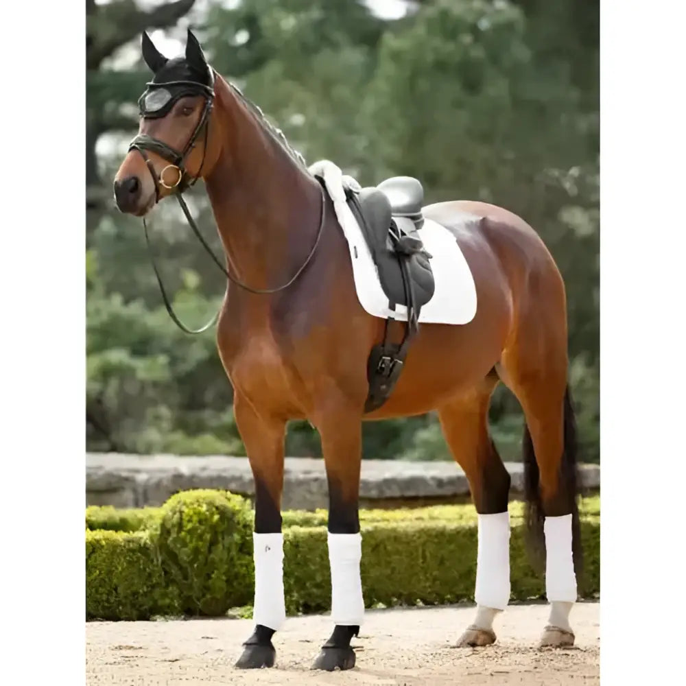 A sleek chestnut horse wearing a lemieux merino+ half lined dressage square white natural for dressage use