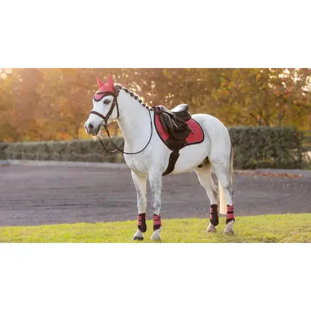 White horse wearing lemieux mini suede close contact square cranberry red and black riding gear
