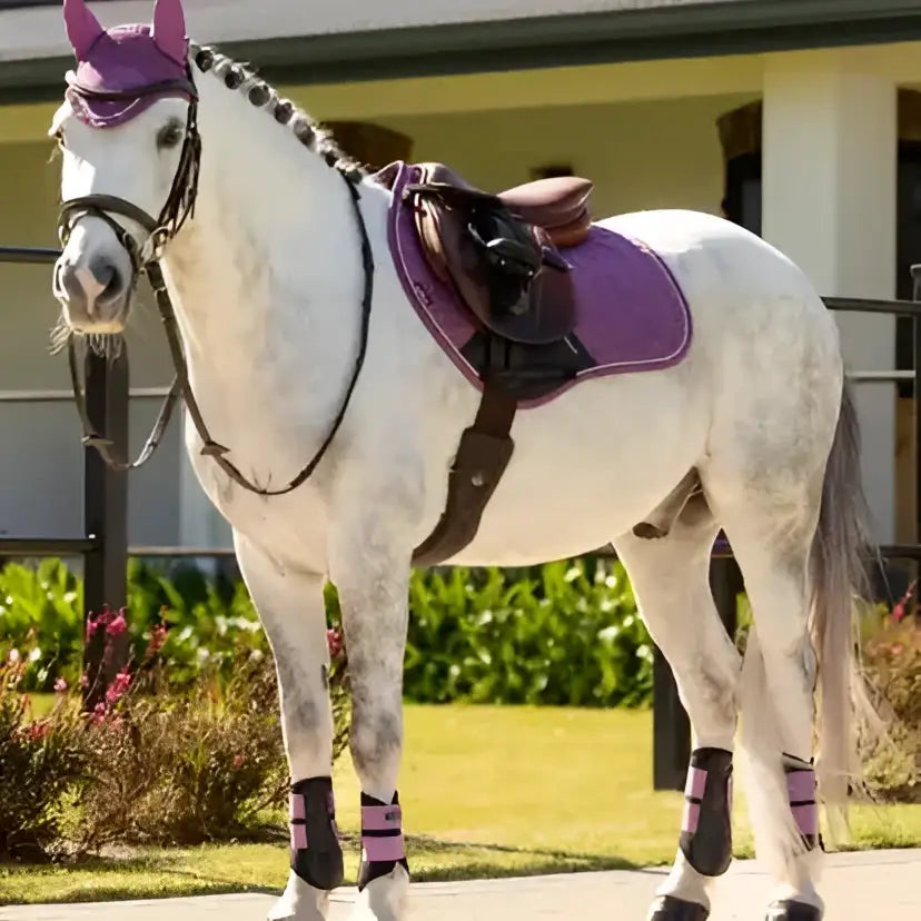 Purple lemieux mini suede horse riding gear set with black accents and striped contact square mallow pattern