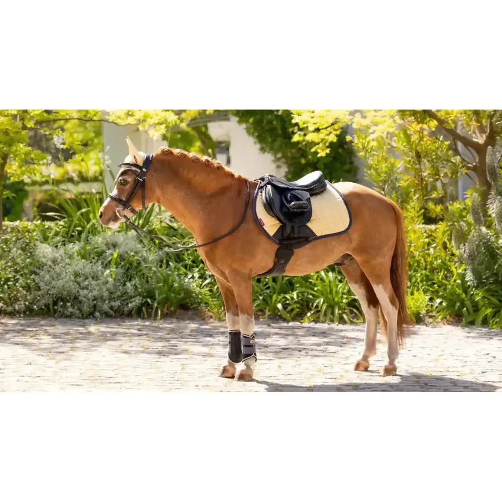 Black and cream lemieux mini suede close contact saddle with padded seat on chestnut horse mimosa style
