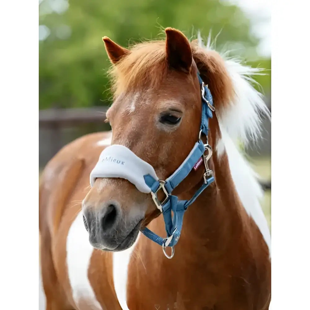 Blue and white lemieux mini vogue headcollar with adjustable straps fleece inserts and leadrope ice blue metal hardware