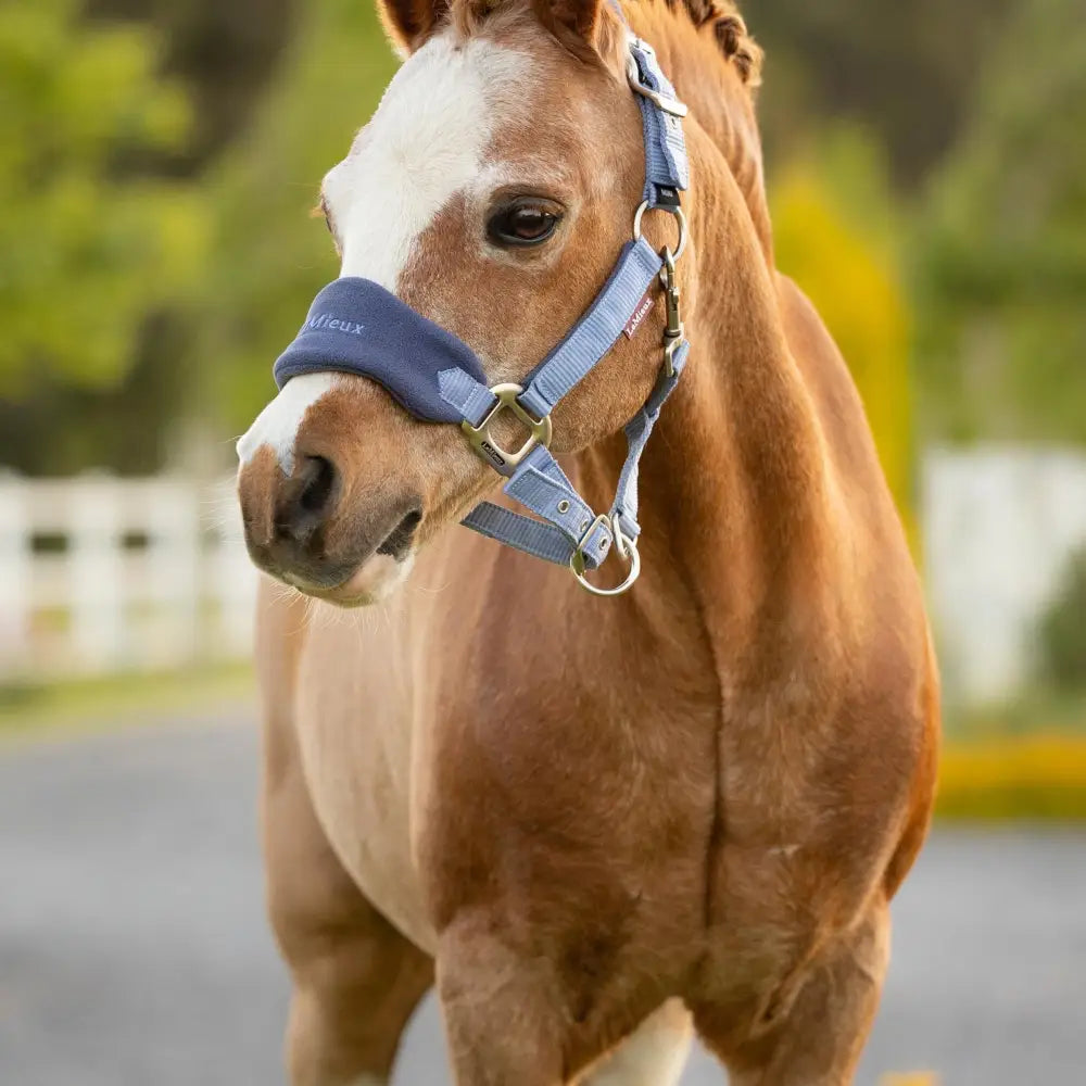 Lemieux mini vogue mini vogue headcollar in powder blue leather with gold hardware and padded noseband with leadrope powder blue