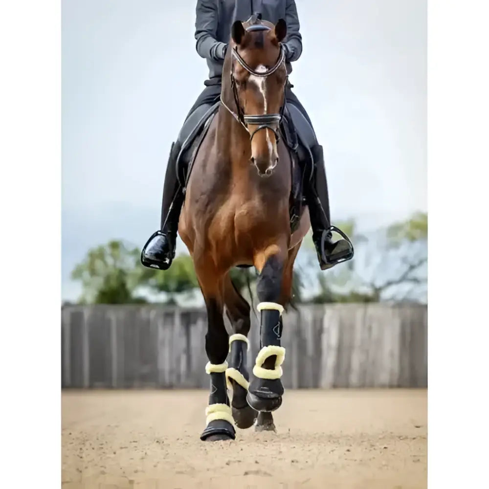A sleek dark brown horse wearing lemieux motionflex dressage boot with fleece edge black natural and cream trim