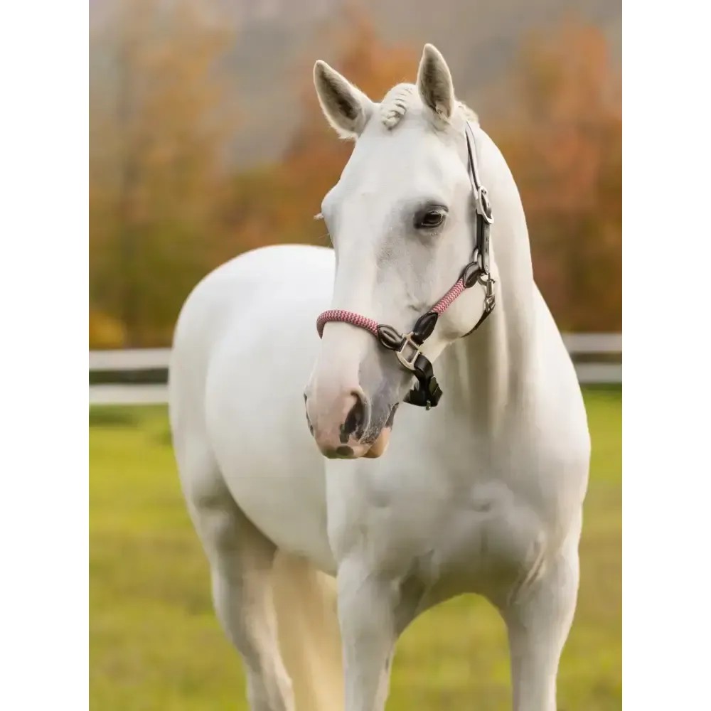 Lemieux Ropella Headcollar Cranberry Cranberry Cob Headcollars