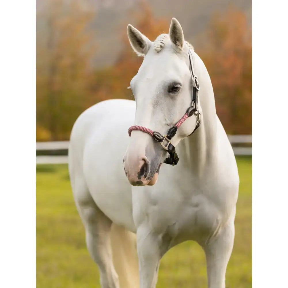 A sleek white horse wearing a lemieux ropella headcollar cranberry braided halter in pink and black colors
