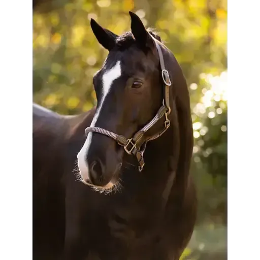 Lemieux Ropella Headcollar Lilac Lilac Cob Headcollars