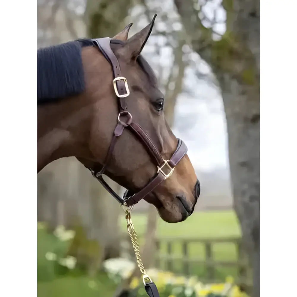 Brown lemieux stitched leather padded leather headcollar with silver buckles and gold chain lead beautifully crafted