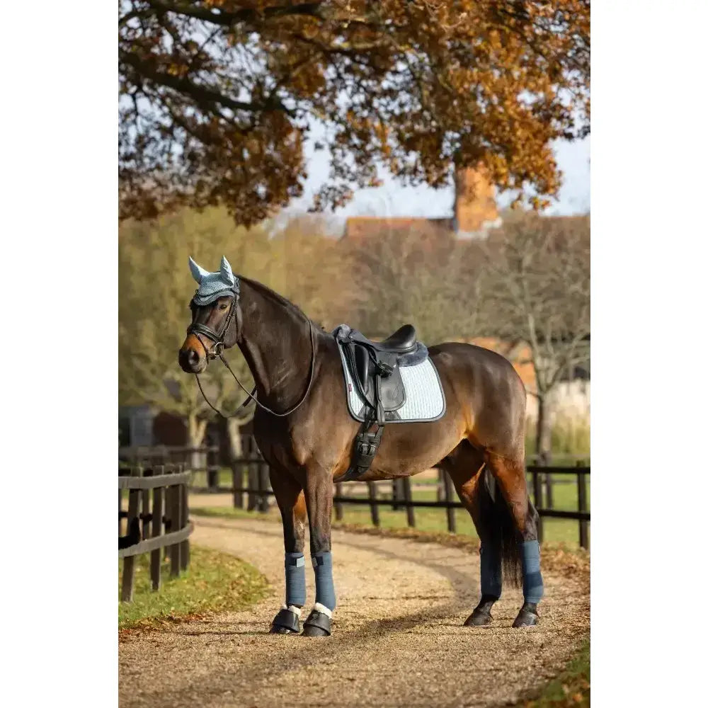 A dark brown horse in an autumn paddock wearing lemieux suede dressage square glacier with blue leg wraps