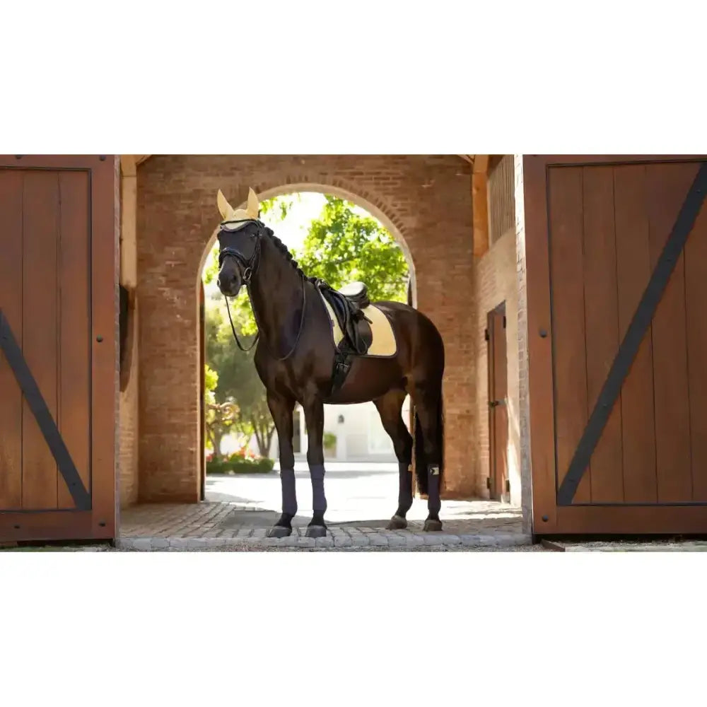 A dark brown horse wearing a lemieux suede dressage square mimosa with a gold headpiece in an arched doorway