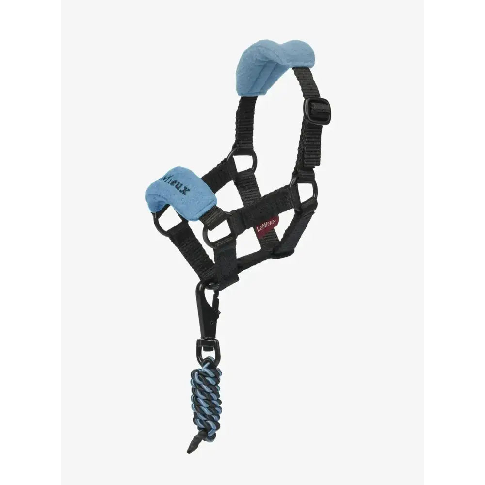 Black leather lemieux toy pony vogue headcollar with ice blue padded ears and matching braided ice blue leadrope