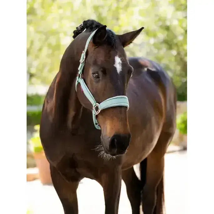 A dark brown horse wears a lemieux versailles headcollar aqua with a mint green poll strap on its face