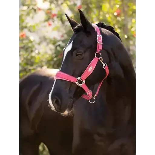 Lemieux Versailles Headcollar Cranberry Cranberry Pony Headcollars