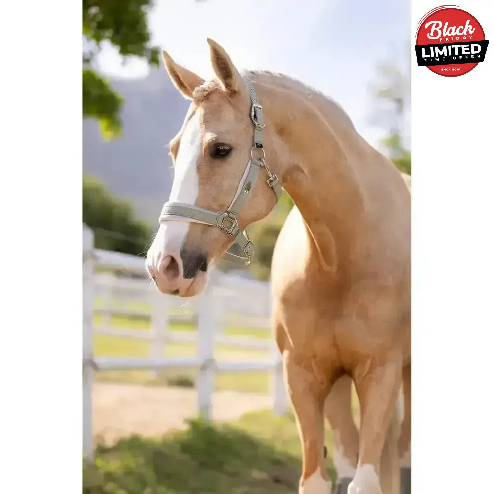 Lemieux Versailles Headcollar Fern Full Headcollars
