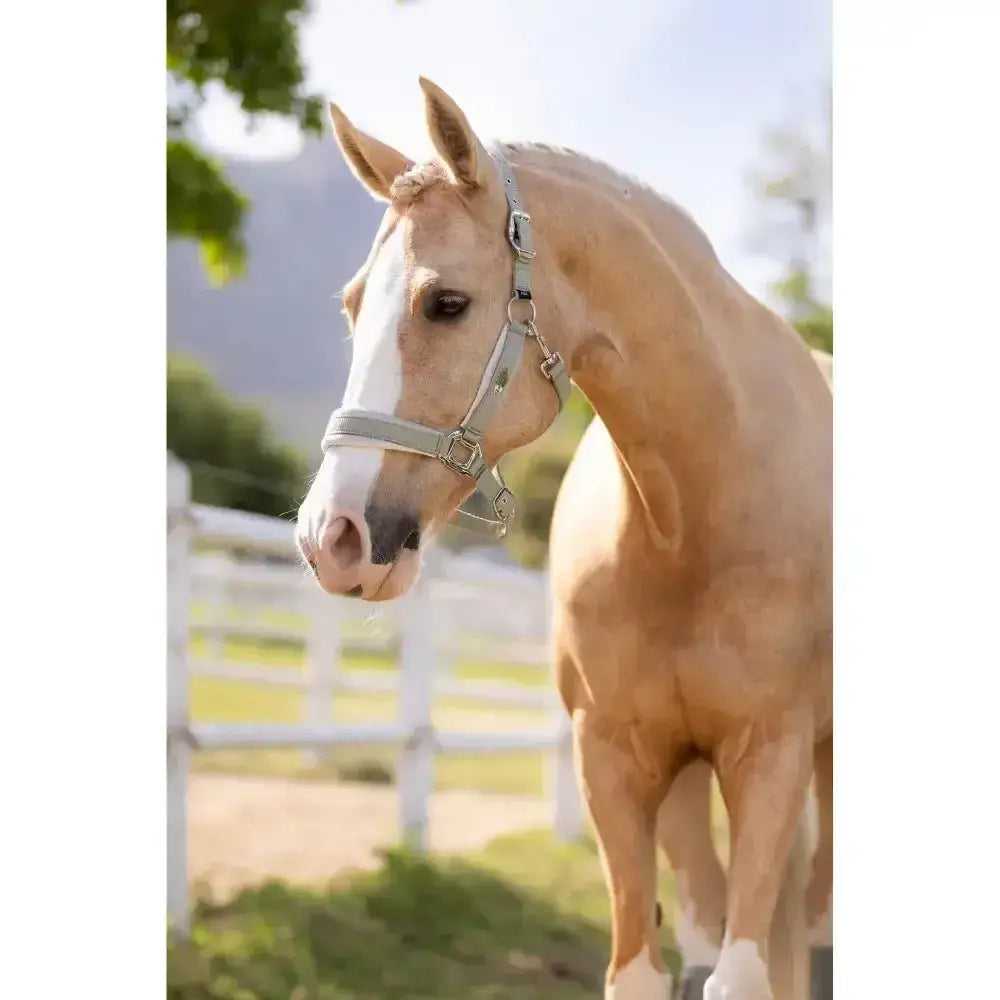 A light tan horse wearing a beautifully crafted lemieux versailles headcollar fern in silver color