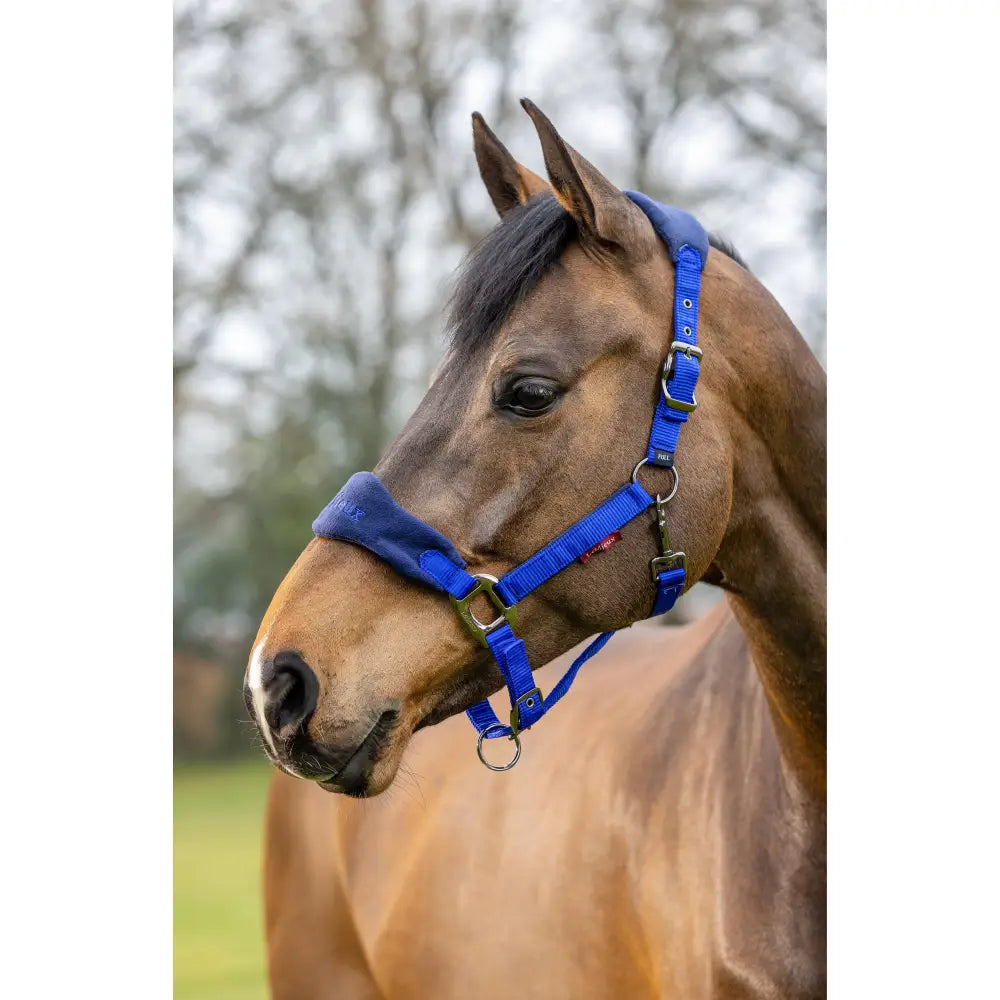 Bright blue nylon lemieux vogue headcollar with leadrope benetton blue and metal buckles featuring fleece inserts