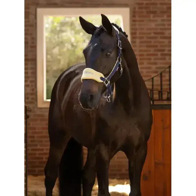 A sleek black horse wearing a navy blue and cream lemieux vogue headcollar with leadrope mimosa and poll strap