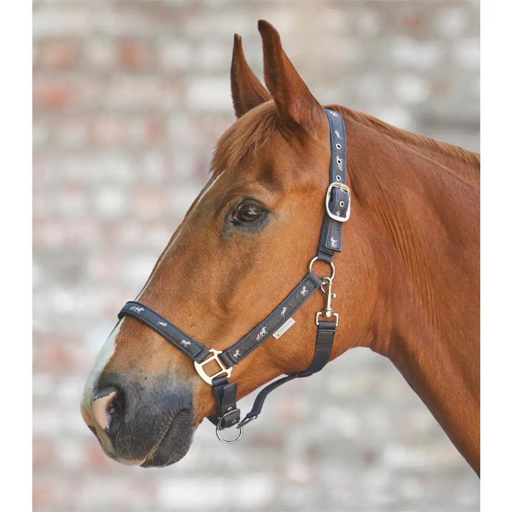 Black leather little horse halter with silver buckles and decorative stitching perfect for equestrian horses